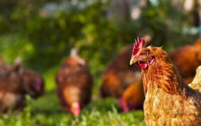 What is Smallholder Insurance and Who Needs It?
