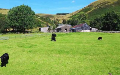 6 Things To Consider When Insuring Your Smallholding